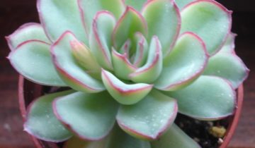 Echeveria (echeveria) toate nuanțele de îngrijire a unei flori la domiciliu fotografie și video