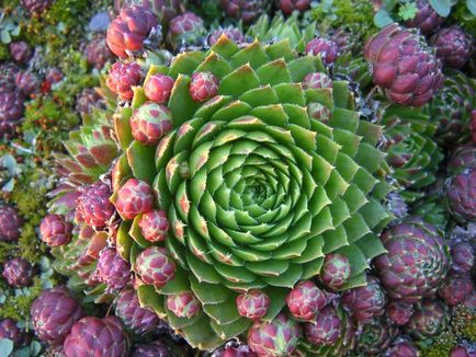 Echeveria (Echeveria) minden árnyalatok gondozó virág home fotó és videó (Echeveria) Echeveria (Echeveria) minden árnyalatok gondozó virág home fotó és videó