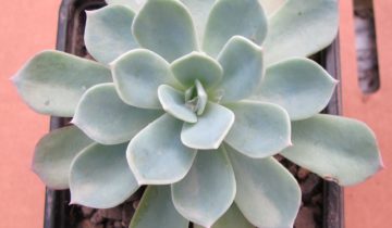 Echeveria (echeveria) toate nuanțele de îngrijire a unei flori la domiciliu fotografie și video