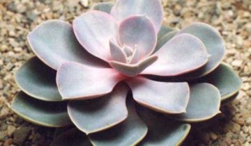 Echeveria (echeveria) toate nuanțele de îngrijire a unei flori la domiciliu fotografie și video