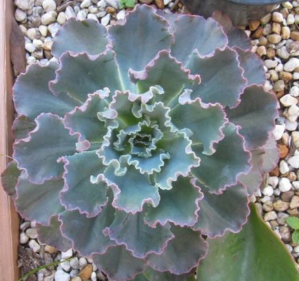 Echeveria (echeveria) toate nuanțele de îngrijire a unei flori la domiciliu fotografie și video