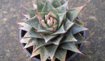 Echeveria (echeveria) toate nuanțele de îngrijire a unei flori la domiciliu fotografie și video