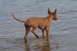 Descrierea și descrierea câinelui faraonic a rasei, fotografie, totul despre câini