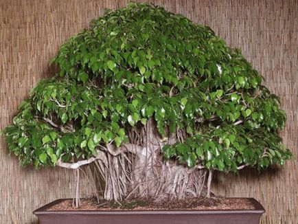 Ficus Benjamin îngrijire, transplant, reproducere