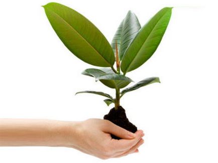 Ficus Benjamin îngrijire, transplant, reproducere