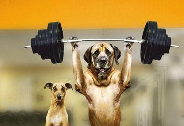 Fitness club pentru câini din Moscova - prețuri scăzute sală de gimnastică pentru câini - clinică veterinară 