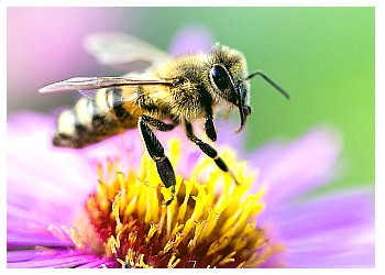 Gyógynövény az onkológiában méhpempő és a rák kezelésére