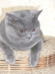 Фотоальбом британського кота sokrat