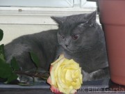 Фотоальбом британського кота sokrat