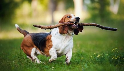 Гав-гав 10 найбезглуздіших порід собак - зооклуб