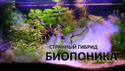 Hydroponics - Kiadványok - cikkek (hidrokultúrás) Hydroponics - Kiadványok - cikkek