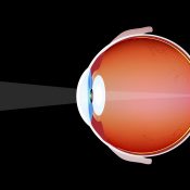 Гімнастика для очей по Норбекову методика відновлення зору
