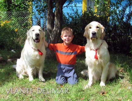 Golden Retriever are caracter și interacțiune cu oamenii, toate despre câinii din rasă - aur