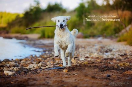 Golden Retriever are caracter și interacțiune cu oamenii, toate despre câinii din rasă - aur