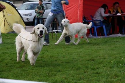 Golden Retriever are caracter și interacțiune cu oamenii, toate despre câinii din rasă - aur