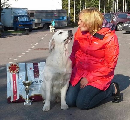 Golden Retriever are caracter și interacțiune cu oamenii, toate despre câinii din rasă - aur