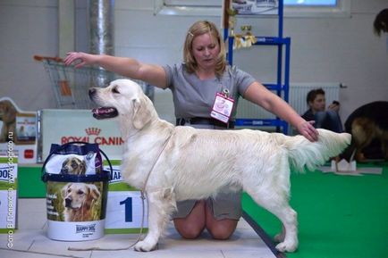 Golden Retriever személyisége és interakció lyudmivse körülbelül kutyák - golden