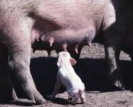 Голос свині mp3 слухати верески свині поросят скачати онлайн безкоштовно голос крики верески свиней
