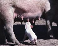 Pig Voice mp3 asculta squeals purcei de porc download gratuit on-line voce țipăt scârțâie porci