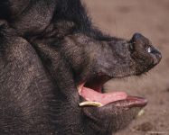 Pig Voice mp3 asculta squeals purcei de porc download gratuit on-line voce țipăt scârțâie porci