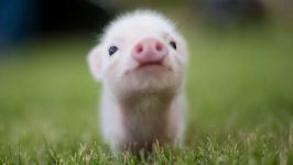 Pig Voice mp3 asculta squeals purcei de porc download gratuit on-line voce țipăt scârțâie porci