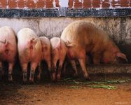 Pig Voice mp3 asculta squeals purcei de porc download gratuit on-line voce țipăt scârțâie porci