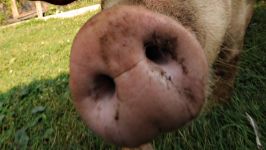 Pig Voice mp3 asculta squeals purcei de porc download gratuit on-line voce țipăt scârțâie porci