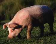 Pig Voice mp3 asculta squeals purcei de porc download gratuit on-line voce țipăt scârțâie porci