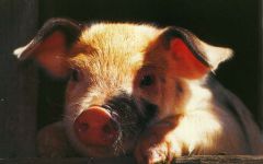 Pig Voice mp3 asculta squeals purcei de porc download gratuit on-line voce țipăt scârțâie porci