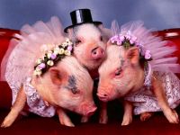 Голос свині mp3 слухати верески свині поросят скачати онлайн безкоштовно голос крики верески свиней