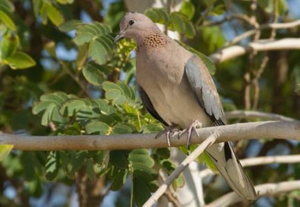 Dove - Békenagykövete