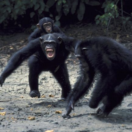 Гормон обіймів - окситоцин змушує шимпанзе битися з чужинцями, журнал популярна механіка