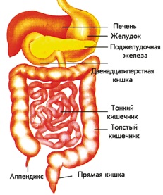 Herpesul pancreasului, simptome