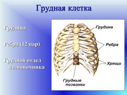 Thoracic coloanei vertebrale, structura și exerciții de gimnastică pentru tratament