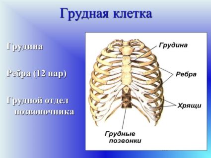 Грудний відділ хребта його будова і гімнастичні вправи для проведення лікування