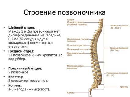 Грудний відділ хребта його будова і гімнастичні вправи для проведення лікування