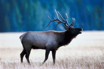 Buza lui Elk