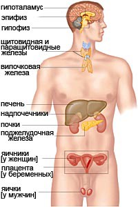 Імунна система та ендокринна