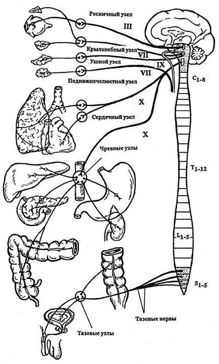 Az immunrendszer és az endokrin (belső elválasztású) Az immunrendszer és az endokrin