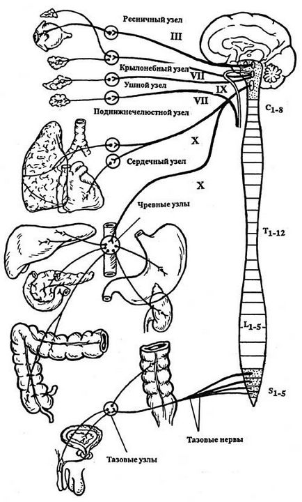 Sistemul imunitar și endocrina