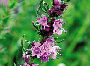 Hyssop officinalis, pentru