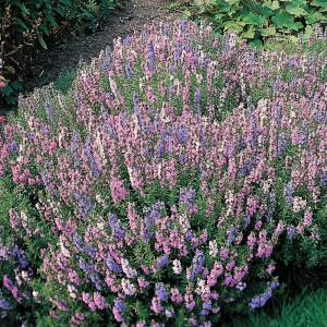 Hyssop officinalis, pentru