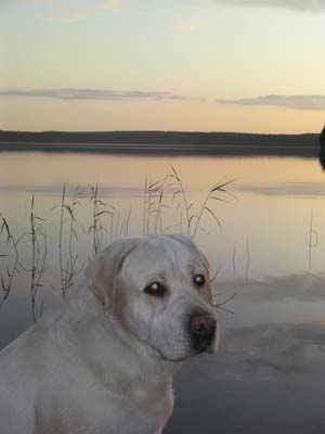 A történelem a fajta Labrador retriever