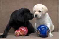 A történelem a fajta Labrador retriever