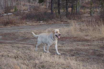 A történelem a fajta Labrador retriever