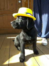 A történelem a fajta Labrador retriever