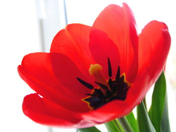 A történelem tenyésztési és növénytermesztési Tulipánhagymák a csokrot - tulipán a kertben - virág