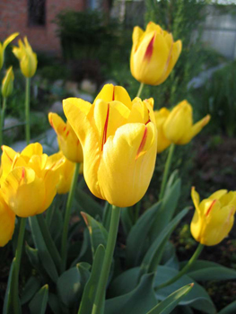 A történelem tenyésztési és növénytermesztési Tulipánhagymák a csokrot - tulipán a kertben - virág