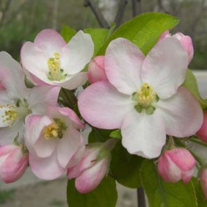 Fabricarea de flori din tesaturi