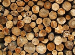 Pregatirea de calitate a lemnului pentru selectarea firului si uscarea acestuia